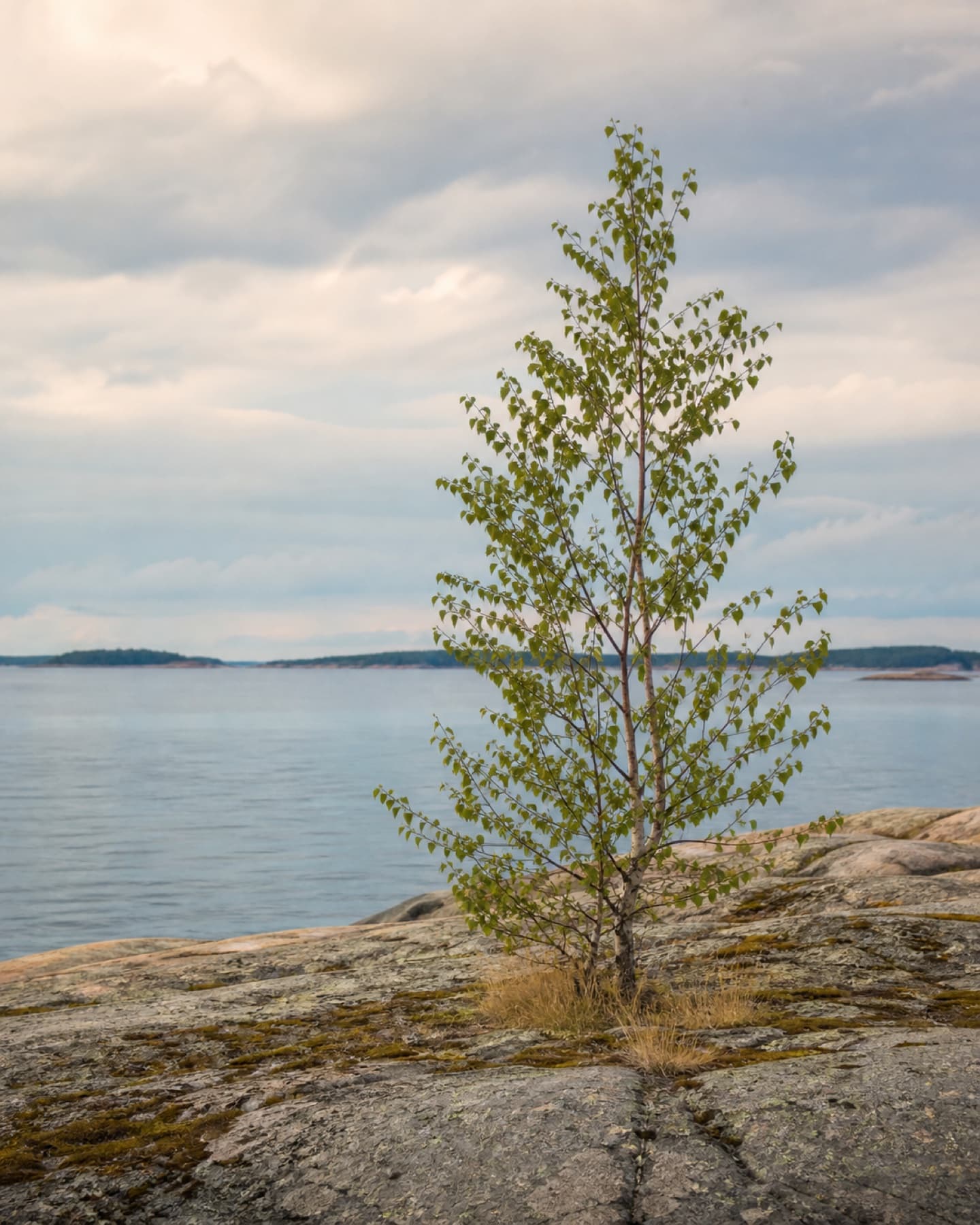 A young birch on a shoreline inspired by Lauttasaari in Helsinki, Finland